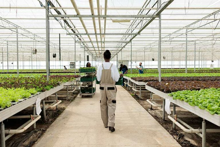 Solusi Sistem Integrasi yang Berkelanjutan di Perkebunan